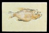 Cretaceous Fossil Fish (Ctenothrissa) - Lebanon #124012-1